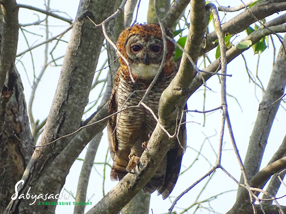 Mottled wood owl