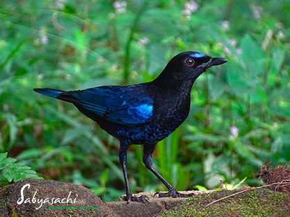 Malabar whistling thrush