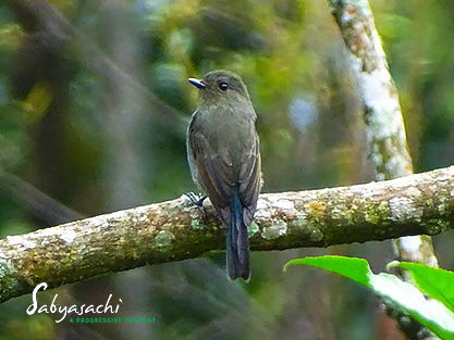 Nilgiri flycatcher female