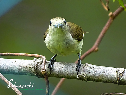 Nilgiri flowerpecker