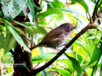 Nepal fulvetta