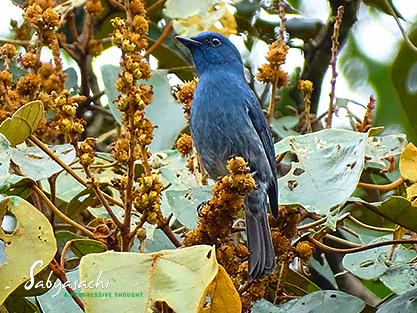 Nilgiri flycatcher Male