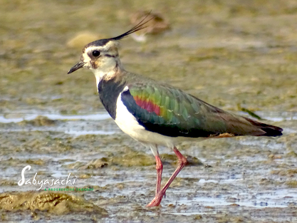 Northern lapwing