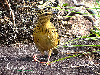 Nilgiri pipit