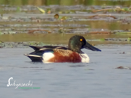 Northern shoveler