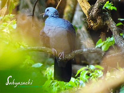 Nilgiri wood pigeon