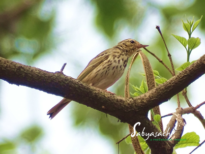 Tree Pipit