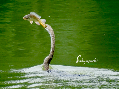 Oriental Darter with catch