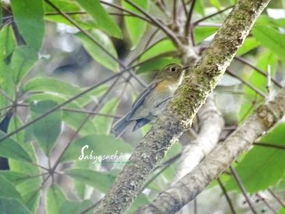 Himalayan Bluetail female