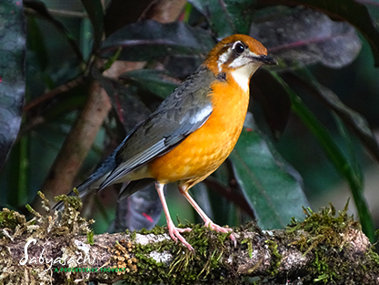 Orange-headed thrush (White-throated)