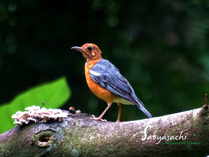 Orange-headed thrush (Orange-headed)