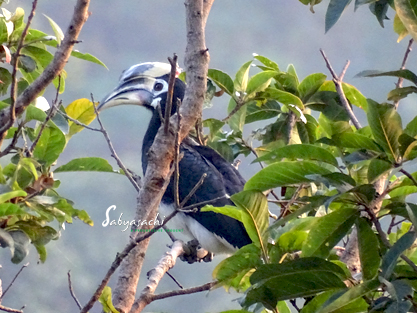 Oriental Pied Hornbill