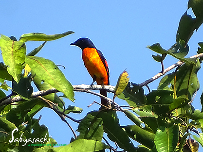 Orange minivet male