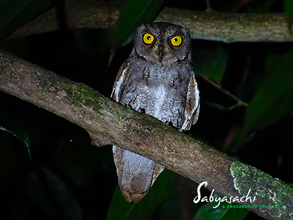 Oriental scops owl