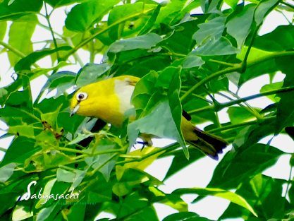 Oriental white-eye