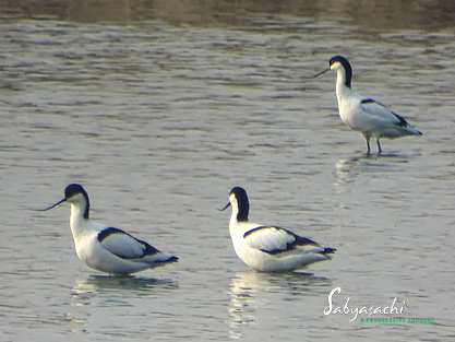 Pied avocet