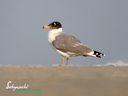 Pallas's gull Breeding Plumage