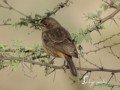 Pied Bushchat female