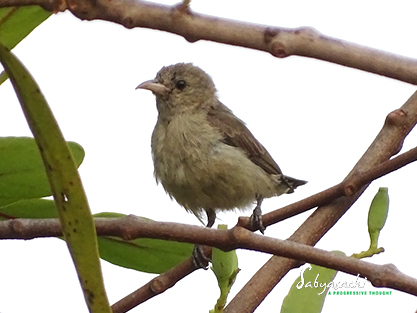 Pale-billed flowerpecker