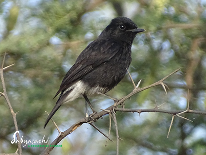 Pied Bushchat
