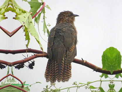 Plaintive cuckoo female