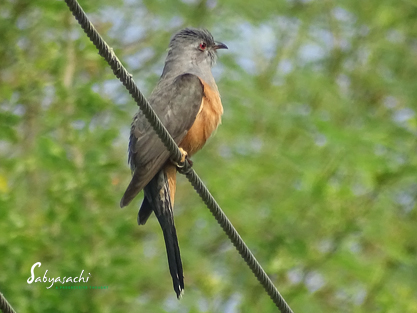 Plaintive cuckoo Male