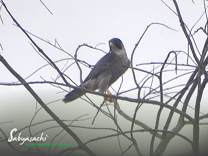 Peregrine falcon