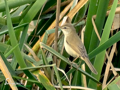 Paddyfield warbler