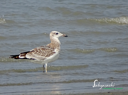 Pallas's gull Immature