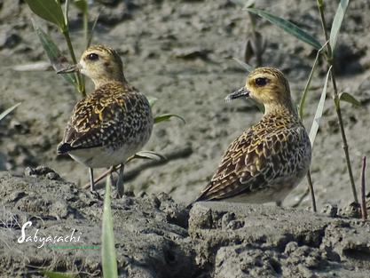 Pacific Golden  Plover