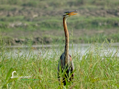 Purple heron