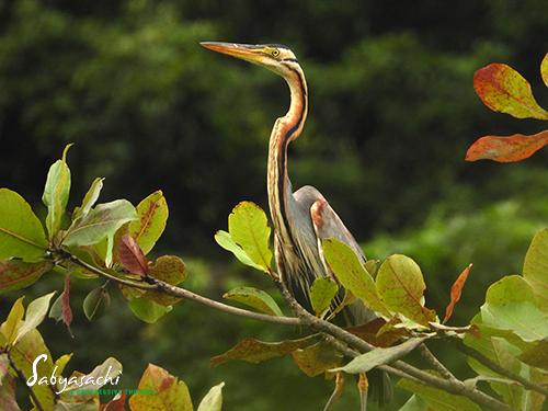 Purple heron