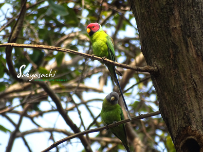 Plum headed parakeet male and female