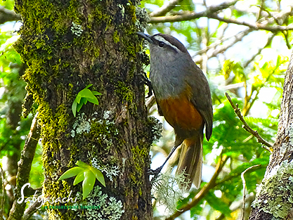 Palani laughingthrush