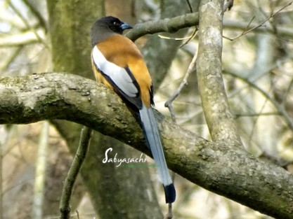 Rufous Treepie male