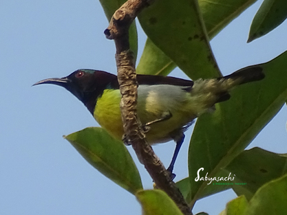 Purple-Rumped Sunbird