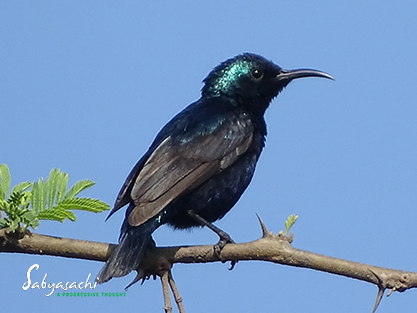 Purple sunbird (M)