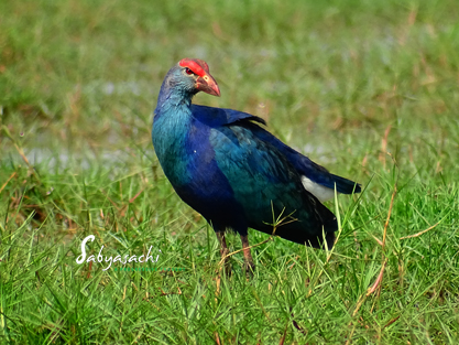 Grey-headed swamphen