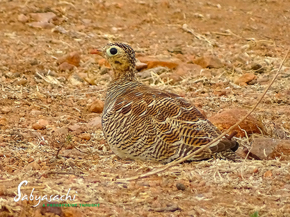 Painted sandgrouse female