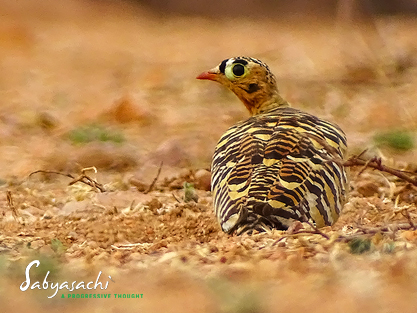 Painted sandgrouse male