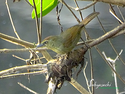 Pin-striped tit-babbler