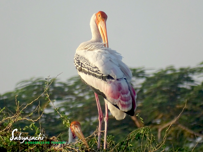 Painted stork