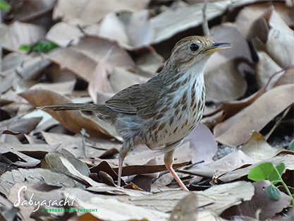Puff-throated babbler