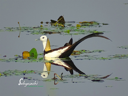 Pheasant Tailed Jacana Breeding plumage