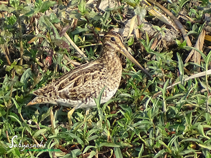 Pin-tailed Snipe