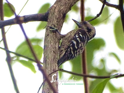 Grey-capped pygmy woodpecker