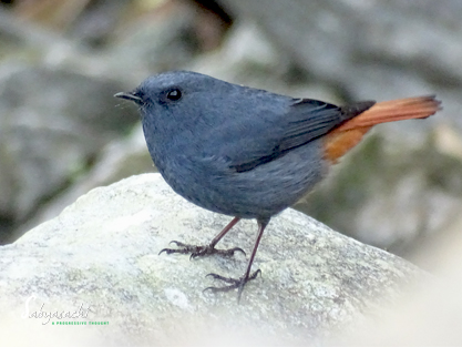 Plumbeous redstart male