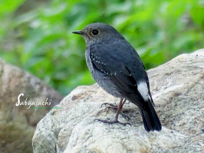 Plumbeous redstart female