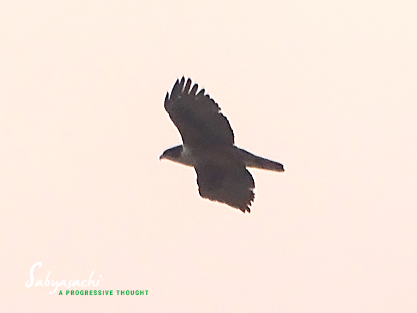 Rufous-bellied eagle