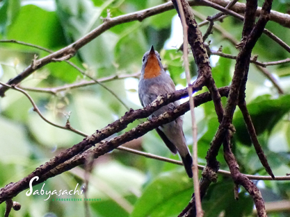 Taiga flycatcher male